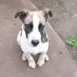 ¡Urgente! Buscan a la familia del perro rescatado en Palpalá