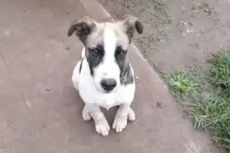 ¡Urgente! Buscan a la familia del perro rescatado en Palpalá