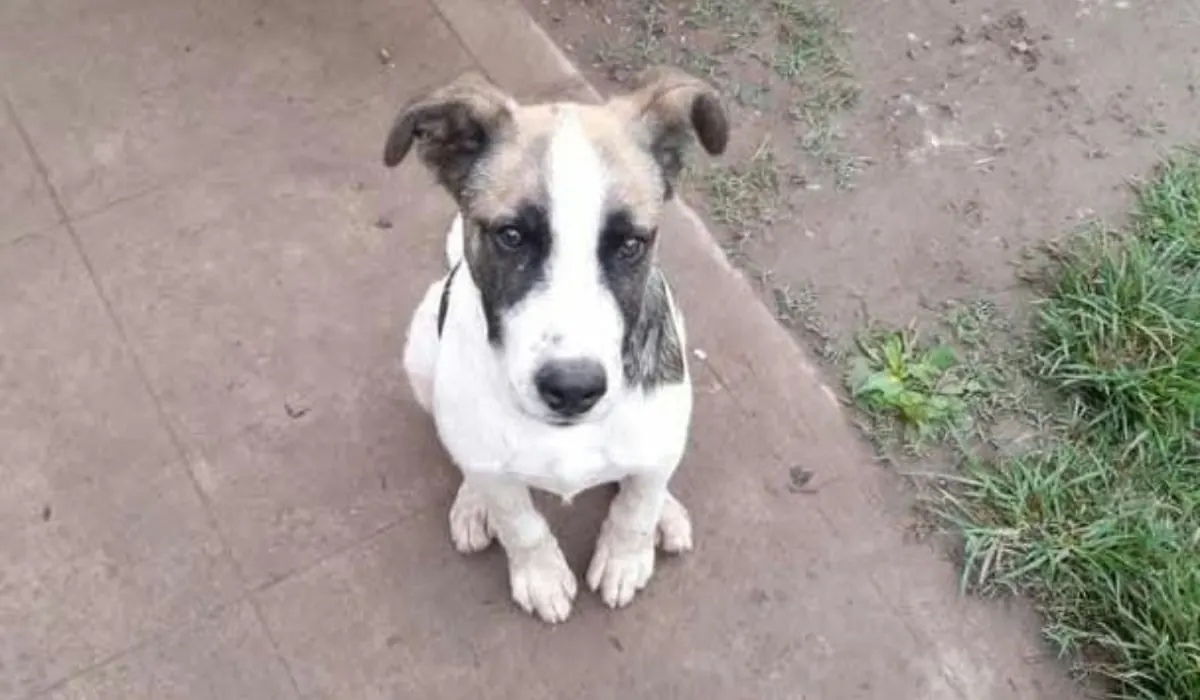 ¡Urgente! Buscan a la familia del perro rescatado en Palpalá