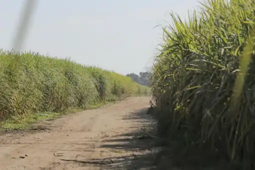 Zafra 2026 en Tucumán: Ingenios planean moler hasta diciembre si el clima lo permite
