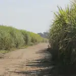 Zafra Tucumán avanza al 82% pese a clima adverso